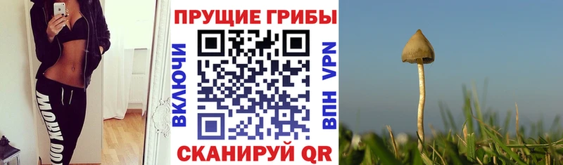 Псилоцибиновые грибы прущие грибы  Купить где  Боровск 